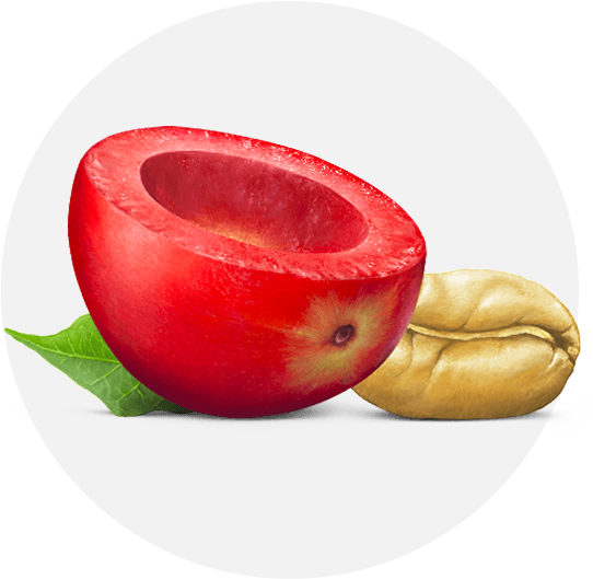 Illustration of the pulp and bean of a coffee fruit