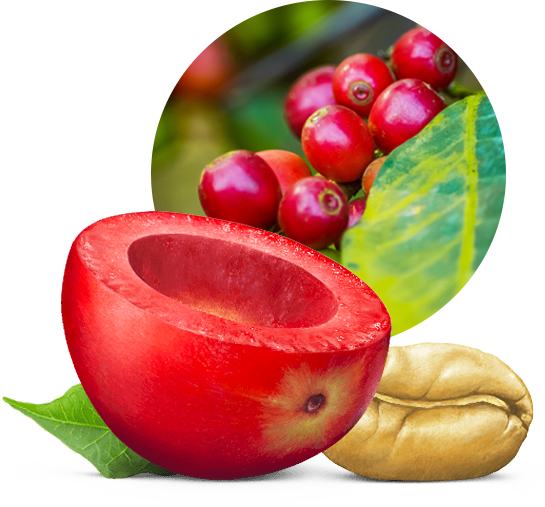 Une image en gros plan de la pulpe et du grain d’un fruit du caféier, derrière laquelle se trouve l’image de fruits du caféier sur une feuille